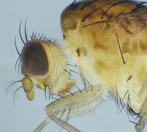 Réf. 333 237 : Suillia variegata